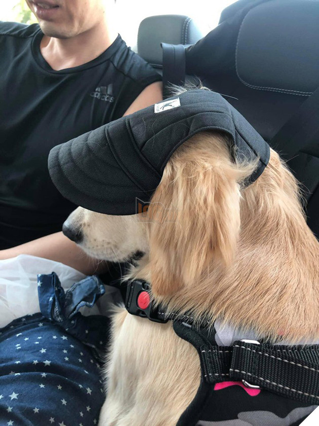 Chú chó đốn tim cư dân mạng bởi loạt biểu cảm nói hộ nỗi lòng của những người... say xe khi đi du lịch - Ảnh 9.