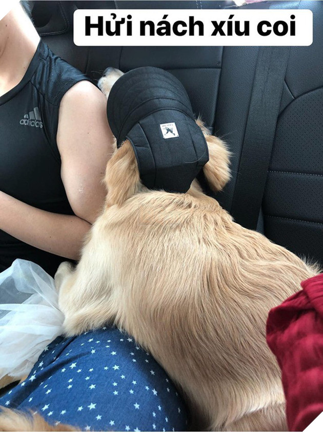 Chú chó đốn tim cư dân mạng bởi loạt biểu cảm nói hộ nỗi lòng của những người... say xe khi đi du lịch - Ảnh 21.