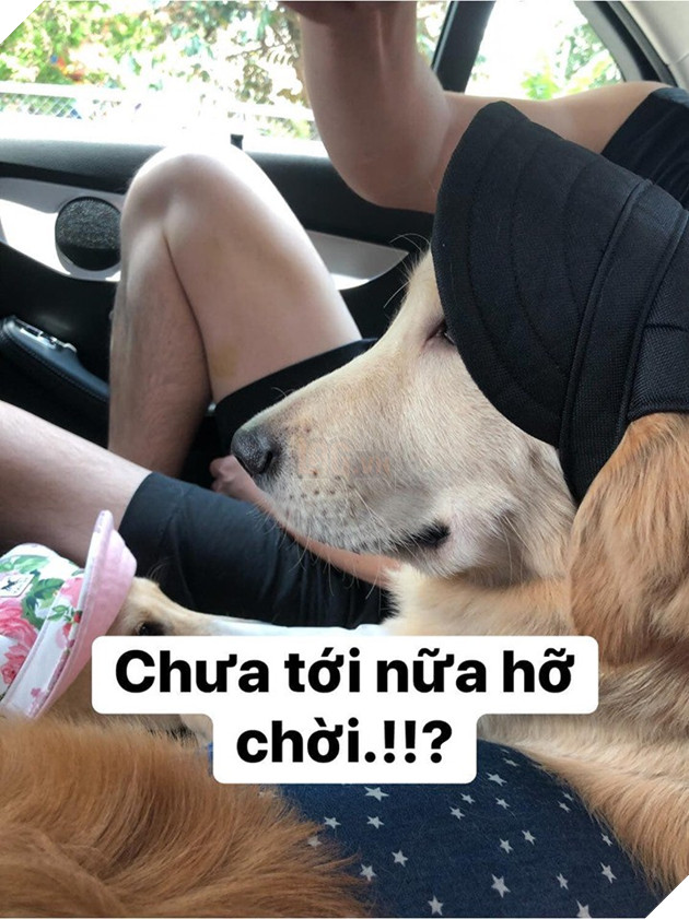 Chú chó đốn tim cư dân mạng bởi loạt biểu cảm nói hộ nỗi lòng của những người... say xe khi đi du lịch - Ảnh 17.