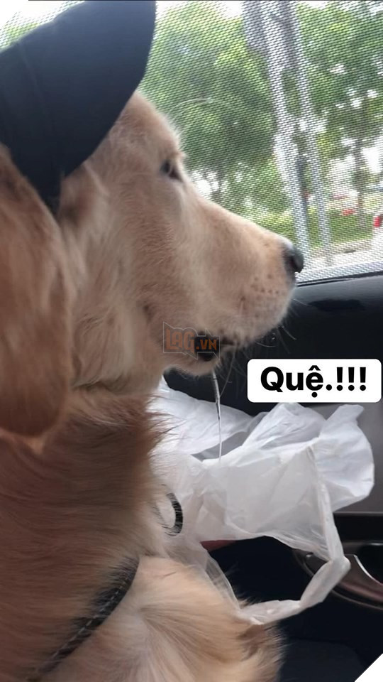 Chú chó đốn tim cư dân mạng bởi loạt biểu cảm nói hộ nỗi lòng của những người... say xe khi đi du lịch - Ảnh 7.