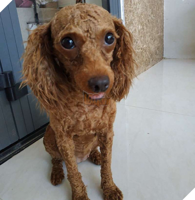  
Chú chó bị người đàn ông trộm để đem tặng bạn gái.