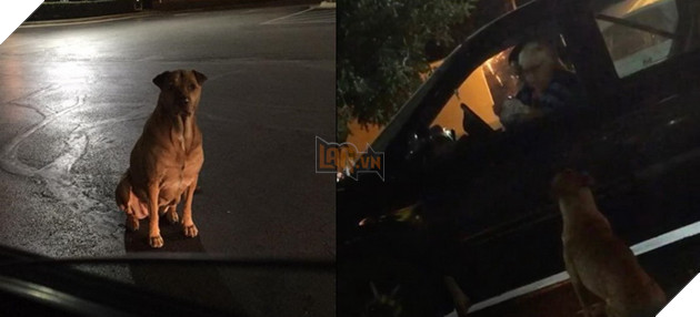 Bé chó béo ú giả bộ đáng thương để xin ăn ngay trước McDonald, cô chủ phải than trời