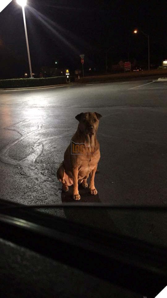 Bé chó béo ú giả bộ đáng thương để xin ăn ngay trước McDonald, cô chủ phải than trời 2