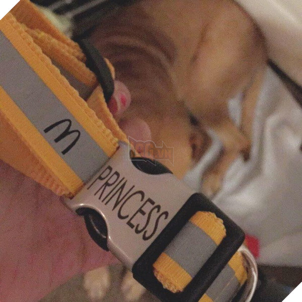 Bé chó béo ú giả bộ đáng thương để xin ăn ngay trước McDonald, cô chủ phải than trời 4