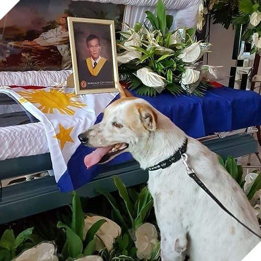 Cảm động chú chó khóc nấc trước quan tài của vị giáo sư, người từng là chủ nhân của nó