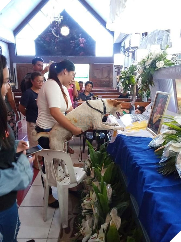 Cảm động chú chó khóc nấc trước quan tài của vị giáo sư, người từng là chủ nhân của nó