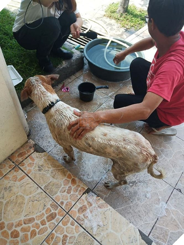 Cảm động chú chó khóc nấc trước quan tài của vị giáo sư, người từng là chủ nhân của nó