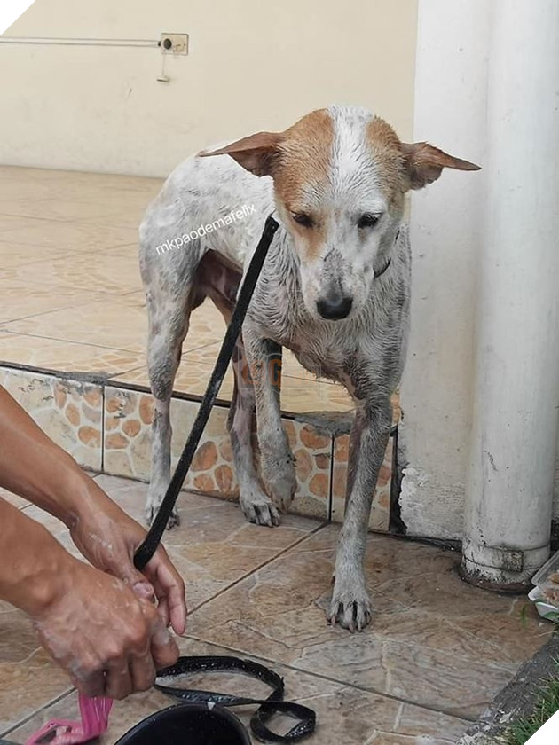  
Buboy sau đó được các sinh viên, nhân viên trong trường nuôi nấng. Họ cũng lên kế hoạch tìm một ngôi nhà mới ấm áp cho chú. 