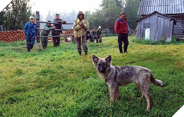  Chú chó nhỏ Naida cứu chủ sau hơn 10 ngày lạc trong rừng sâu. (Ảnh: Mirror)