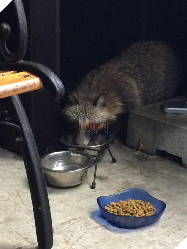 
Chú gấu mèo này trong một lần bị đói đã được cô gái dẫn về nhà cho ăn.