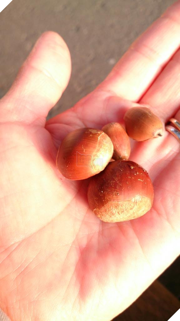 
Việc này diễn ra suốt mấy ngày liền.