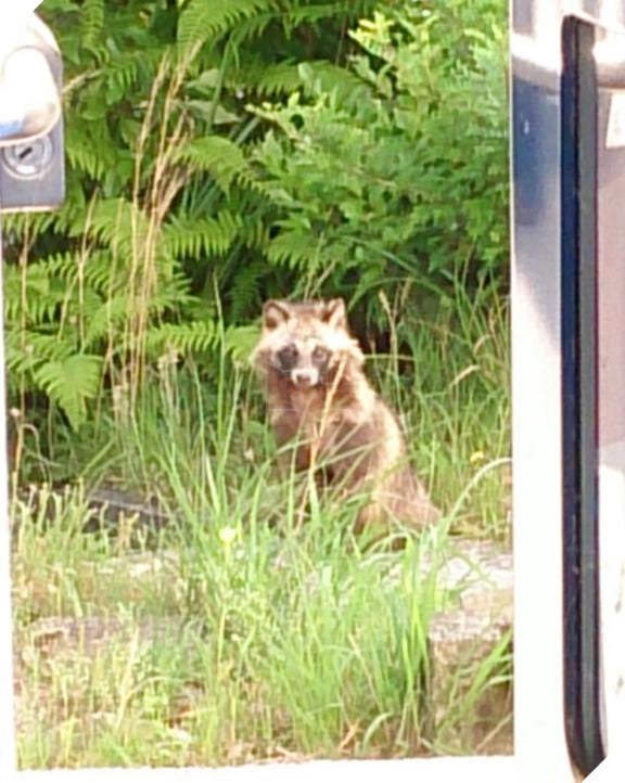 
Đó là cách nó trả ơn cho bữa ăn hôm nọ.