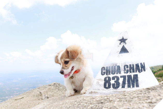 Cún cưng tên Tiểu Cư và hành trình đi phượt khắp nơi cùng cô cậu chủ: Boss nào “chịu chơi” hơn em? - Ảnh 5.