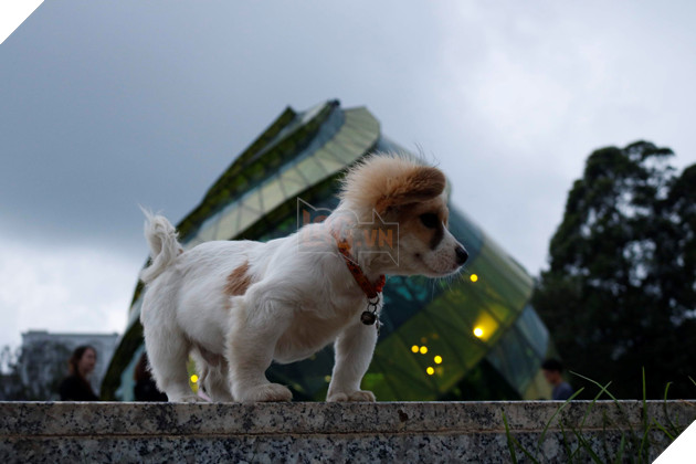 Cún cưng tên Tiểu Cư và hành trình đi phượt khắp nơi cùng cô cậu chủ: Boss nào “chịu chơi” hơn em? - Ảnh 6.