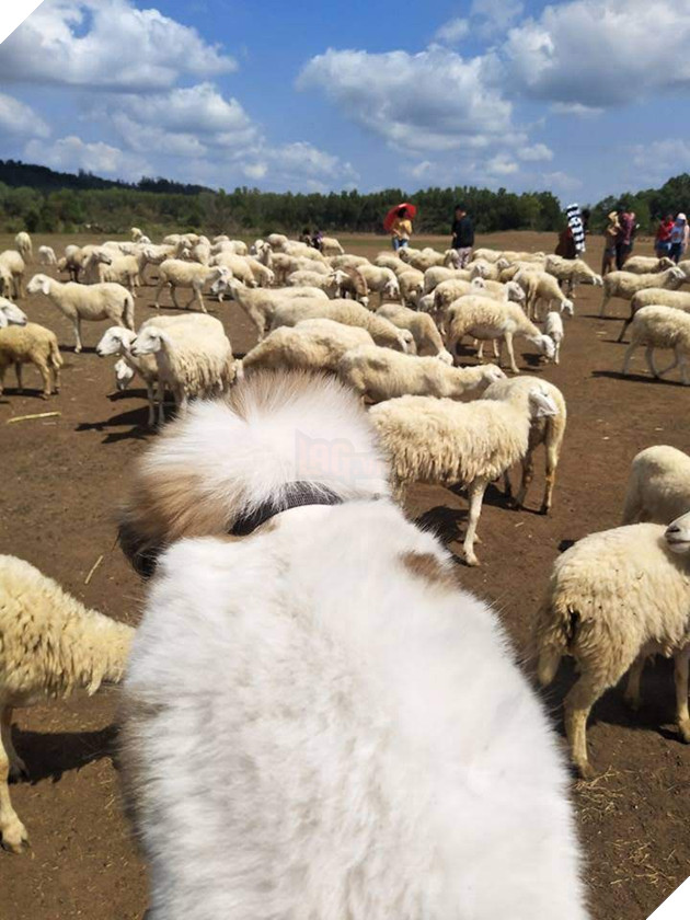 Cún cưng tên Tiểu Cư và hành trình đi phượt khắp nơi cùng cô cậu chủ: Boss nào “chịu chơi” hơn em? - Ảnh 8.