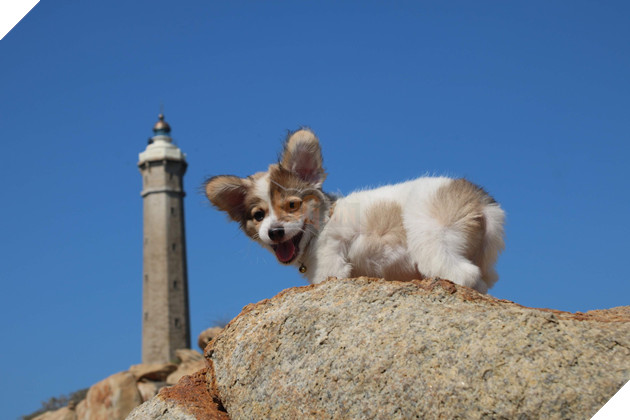 Cún cưng tên Tiểdata-original=