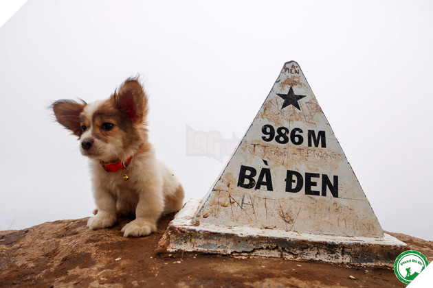 Cún cưng tên Tiểu Cư và hành trình đi phượt khắp nơi cùng cô cậu chủ: Boss nào “chịu chơi” hơn em? - Ảnh 9.