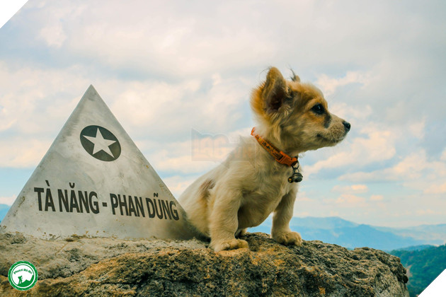 Cún cưng tên Tiểu Cư và hành trình đi phượt khắp nơi cùng cô cậu chủ: Boss nào “chịu chơi” hơn em? - Ảnh 10.