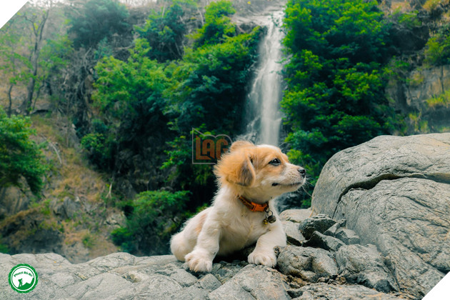 Cún cưng tên Tiểu Cư và hành trình đi phượt khắp nơi cùng cô cậu chủ: Boss nào “chịu chơi” hơn em? - Ảnh 11.