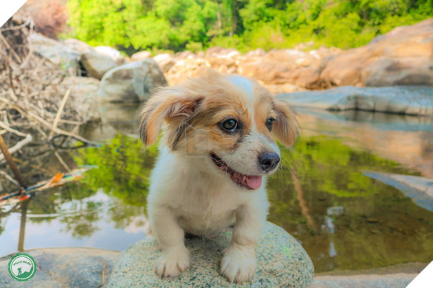 Cún cưng tên Tiểu Cư và hành trình đi phượt khắp nơi cùng cô cậu chủ: Boss nào “chịu chơi” hơn em? - Ảnh 2.