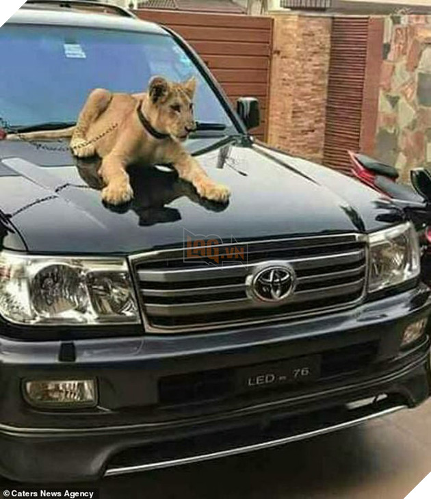 Gia đ&#236;nh Pakistan nu&#244;i sư tử như th&#250; cưng, mặc cho h&#224;ng x&#243;m e ngại vẫn khẳng định &quot;n&#243; kh&#244;ng cắn đ&#226;u&quot; - Ảnh 3.