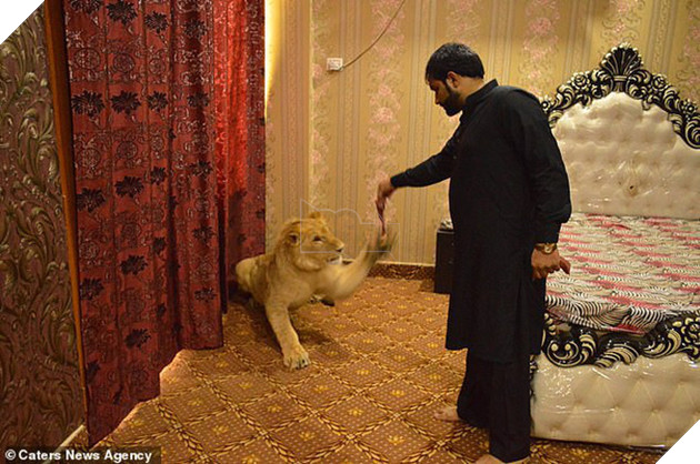 Gia đ&#236;nh Pakistan nu&#244;i sư tử như th&#250; cưng, mặc cho h&#224;ng x&#243;m e ngại vẫn khẳng định &quot;n&#243; kh&#244;ng cắn đ&#226;u&quot; - Ảnh 2.
