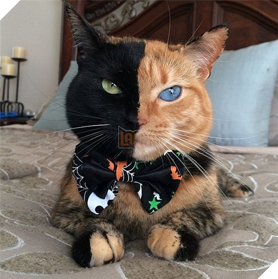 Cô mèo có khuôn mặt nửa đen, nửa cam bỗng chốc trở thành ngôi sao