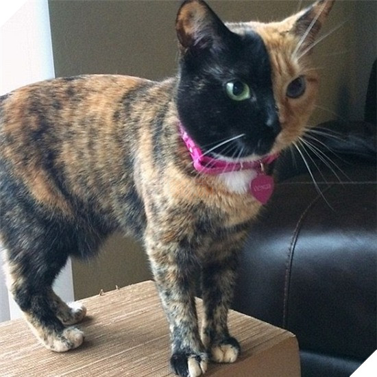 Cô mèo có khuôn mặt nửa đen, nửa cam bỗng chốc trở thành ngôi sao 3