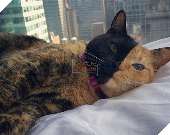 Cô mèo có khuôn mặt nửa đen, nửa cam bỗng chốc trở thành ngôi sao 4