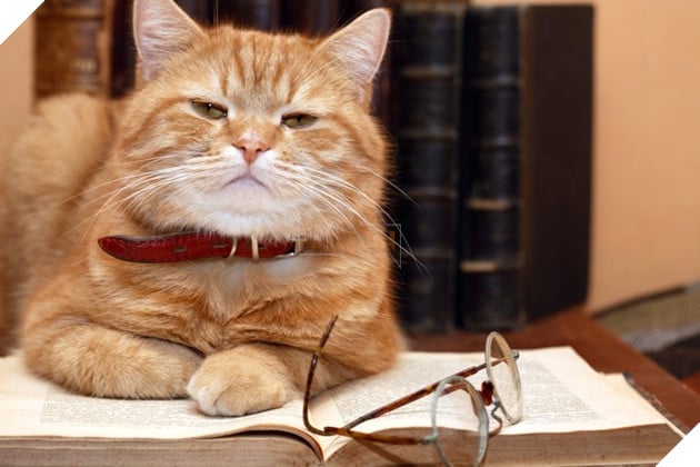 Người nuôi mèo thông minh hơn, nhưng người nuôi chó lại dễ tồn tại trong xã hội và đây là lý do - Ảnh 4.