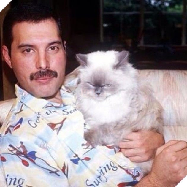 Người nuôi mèo thông minh hơn, nhưng người nuôi chó lại dễ tồn tại trong xã hội và đây là lý do - Ảnh 2.