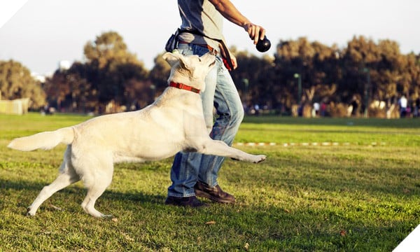 Người nuôi mèo thông minh hơn, nhưng người nuôi chó lại dễ tồn tại trong xã hội và đây là lý do - Ảnh 3.