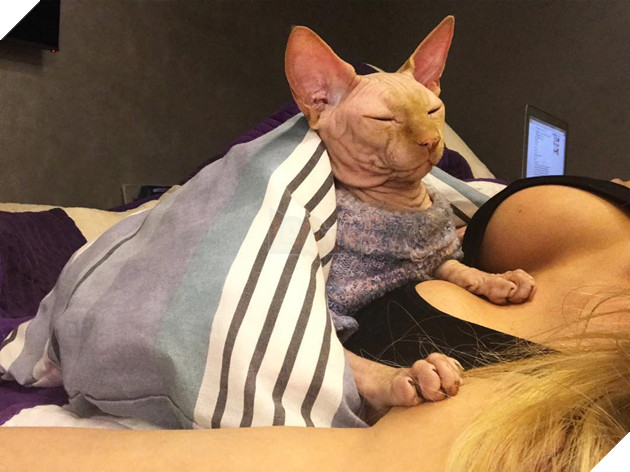 Tiêm thuốc mê cho mèo bất tỉnh rồi đè ra xăm hình, cô gái bị dư luận ném đá - Ảnh 3.