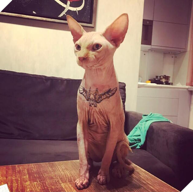 Tiêm thuốc mê cho mèo bất tỉnh rồi đè ra xăm hình, cô gái bị dư luận ném đá - Ảnh 1.