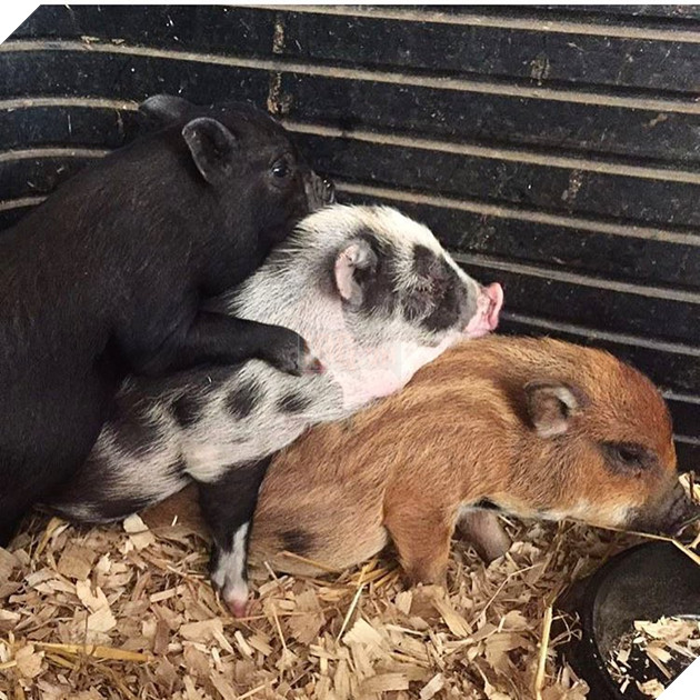 Cà phê chó, mèo thì thấy nhiều rồi. Bạn muốn mới lạ? Chào mừng bạn đến quán cà phê... heo có 1-0-2 ở Nhật Bản! - Ảnh 11.