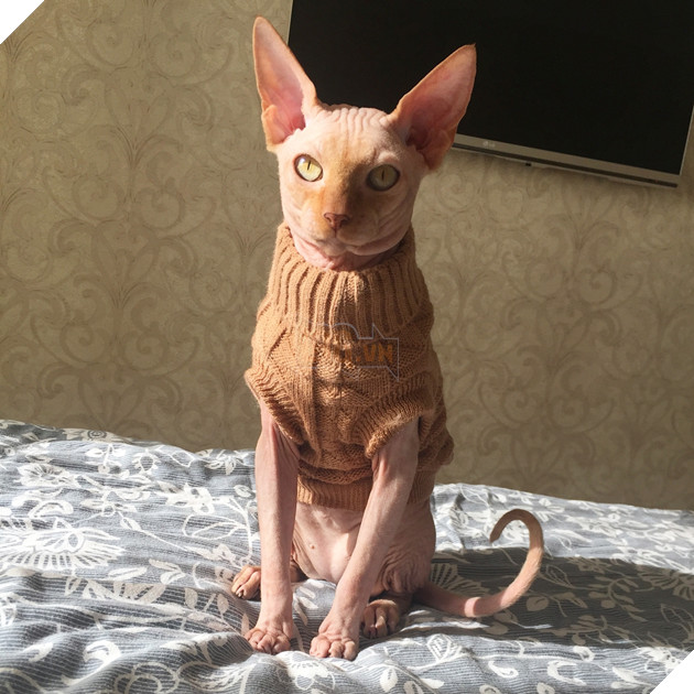 Tiêm thuốc mê cho mèo bất tỉnh rồi đè ra xăm hình, cô gái bị dư luận ném đá - Ảnh 4.