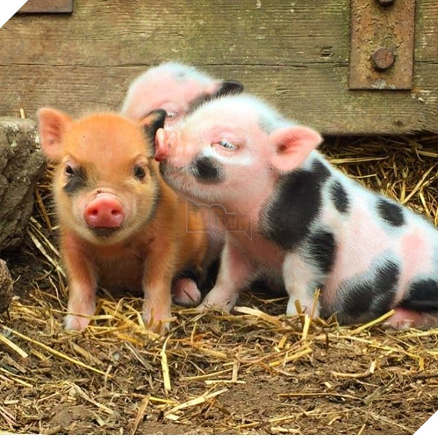 Cà phê chó, mèo thì thấy nhiều rồi. Bạn muốn mới lạ? Chào mừng bạn đến quán cà phê... heo có 1-0-2 ở Nhật Bản! - Ảnh 3.