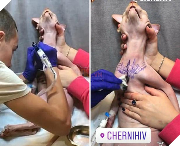 Tiêm thuốc mê cho mèo bất tỉnh rồi đè ra xăm hình, cô gái bị dư luận ném đá - Ảnh 2.