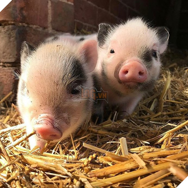 Cà phê chó, mèo thì thấy nhiều rồi. Bạn muốn mới lạ? Chào mừng bạn đến quán cà phê... heo có 1-0-2 ở Nhật Bản! - Ảnh 13.