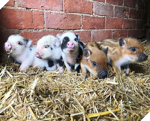 Cà phê chó, mèo thì thấy nhiều rồi. Bạn muốn mới lạ? Chào mừng bạn đến quán cà phê... heo có 1-0-2 ở Nhật Bản! - Ảnh 5.