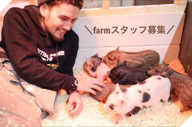 Cà phê chó, mèo thì thấy nhiều rồi. Bạn muốn mới lạ? Chào mừng bạn đến quán cà phê... heo có 1-0-2 ở Nhật Bản! - Ảnh 6.