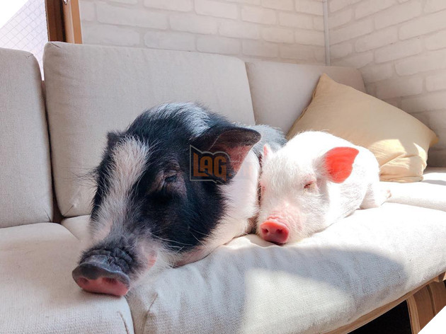 Cà phê chó, mèo thì thấy nhiều rồi. Bạn muốn mới lạ? Chào mừng bạn đến quán cà phê... heo có 1-0-2 ở Nhật Bản! - Ảnh 15.