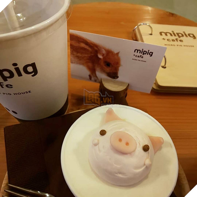 Cà phê chó, mèo thì thấy nhiều rồi. Bạn muốn mới lạ? Chào mừng bạn đến quán cà phê... heo có 1-0-2 ở Nhật Bản! - Ảnh 18.