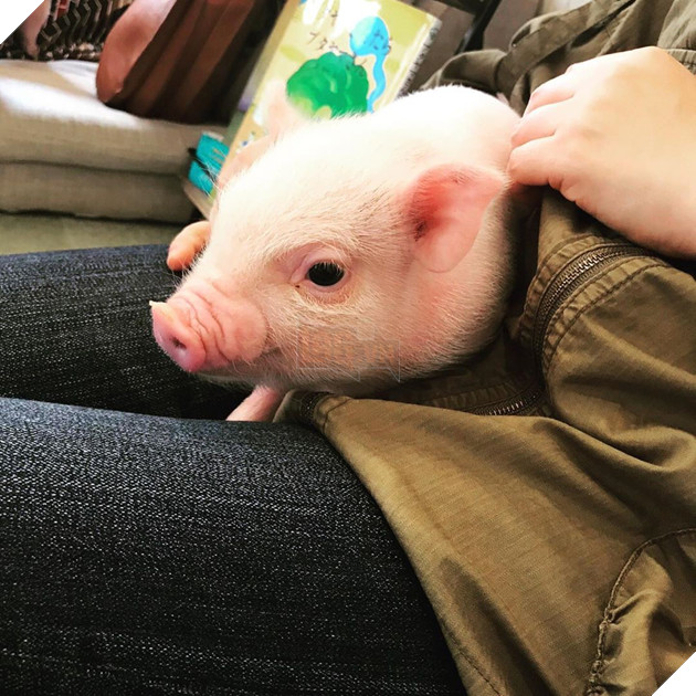 Cà phê chó, mèo thì thấy nhiều rồi. Bạn muốn mới lạ? Chào mừng bạn đến quán cà phê... heo có 1-0-2 ở Nhật Bản! - Ảnh 9.