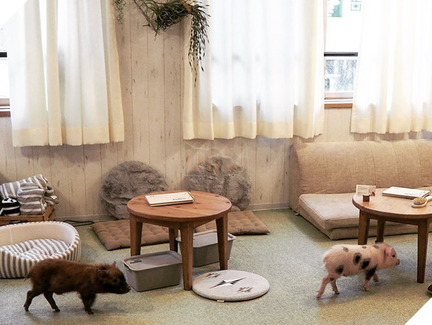 Cà phê chó, mèo thì thấy nhiều rồi. Bạn muốn mới lạ? Chào mừng bạn đến quán cà phê... heo có 1-0-2 ở Nhật Bản! - Ảnh 14.