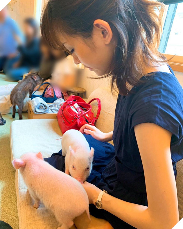 Cà phê chó, mèo thì thấy nhiều rồi. Bạn muốn mới lạ? Chào mừng bạn đến quán cà phê... heo có 1-0-2 ở Nhật Bản! - Ảnh 7.