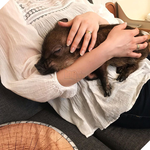 Cà phê chó, mèo thì thấy nhiều rồi. Bạn muốn mới lạ? Chào mừng bạn đến quán cà phê... heo có 1-0-2 ở Nhật Bản! - Ảnh 4.