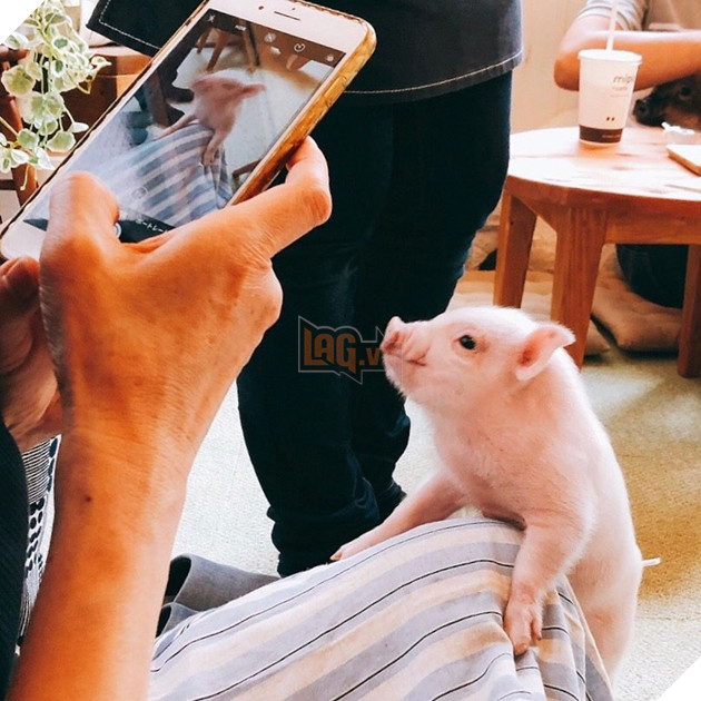 Cà phê chó, mèo thì thấy nhiều rồi. Bạn muốn mới lạ? Chào mừng bạn đến quán cà phê... heo có 1-0-2 ở Nhật Bản! - Ảnh 2.