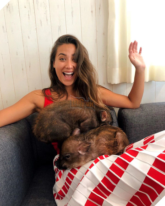 Cà phê chó, mèo thì thấy nhiều rồi. Bạn muốn mới lạ? Chào mừng bạn đến quán cà phê... heo có 1-0-2 ở Nhật Bản! - Ảnh 8.