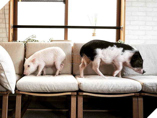 Cà phê chó, mèo thì thấy nhiều rồi. Bạn muốn mới lạ? Chào mừng bạn đến quán cà phê... heo có 1-0-2 ở Nhật Bản! - Ảnh 1.